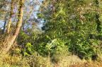 Vente - Terrain